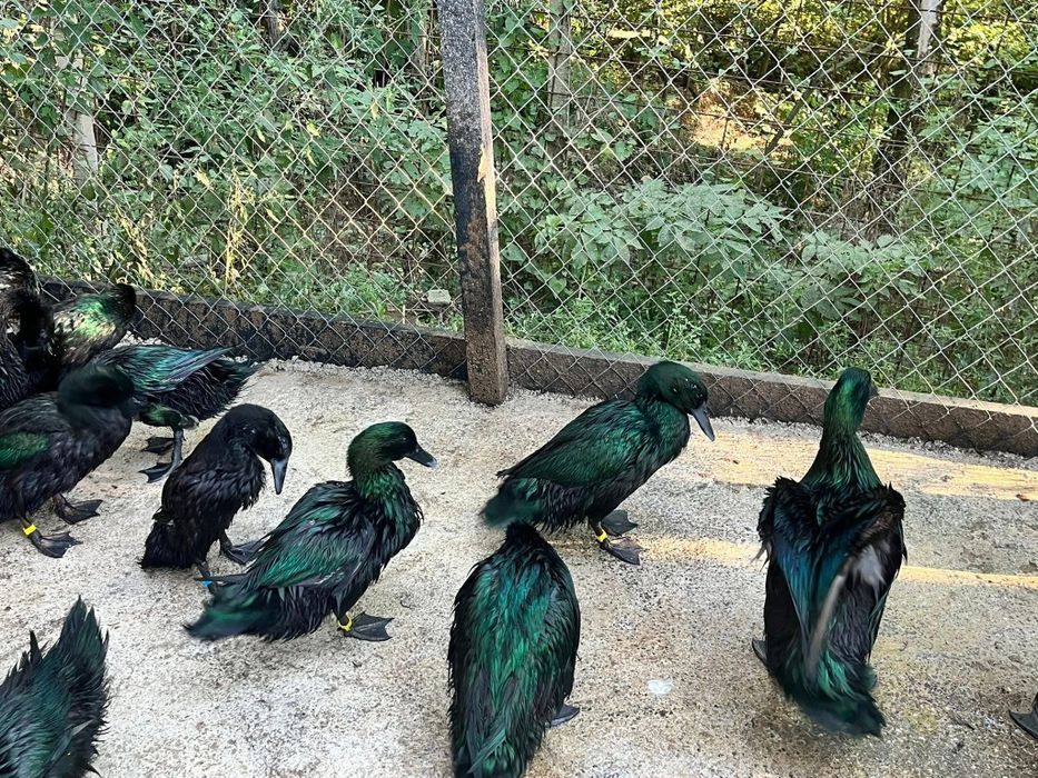 Rățoi kayuga, lesesti și românești