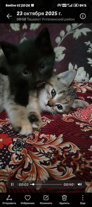 Отдам даром котят