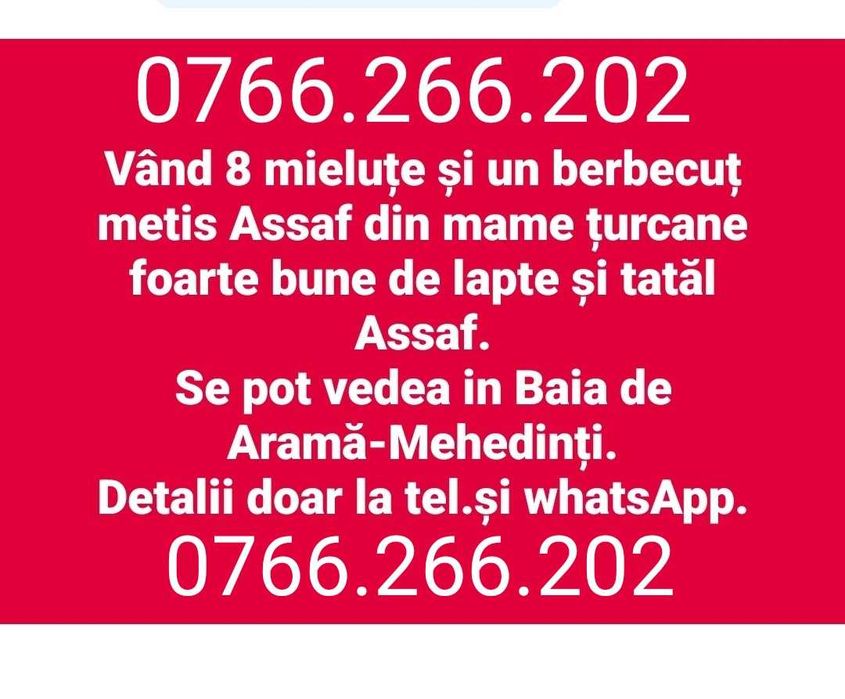 Oi, miei,Mielute metis Assaf