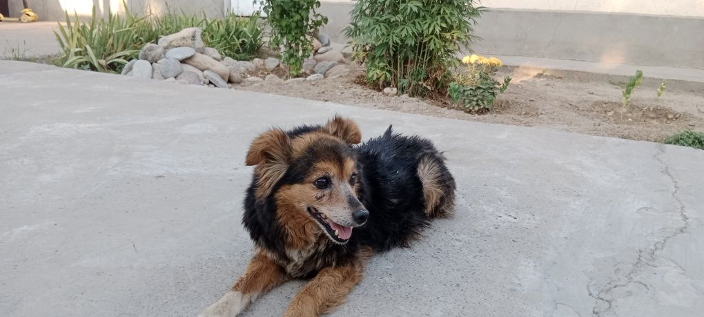 Овчарка, 5 лет, с домиком Шымкент