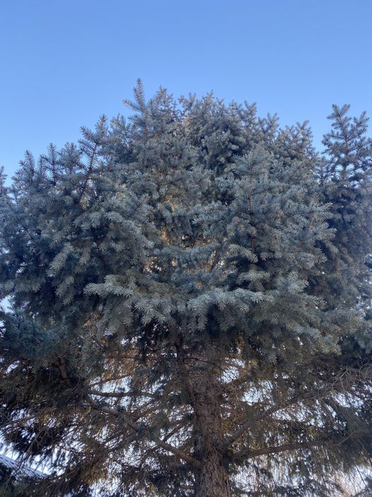 Веточки свежей голубой ели