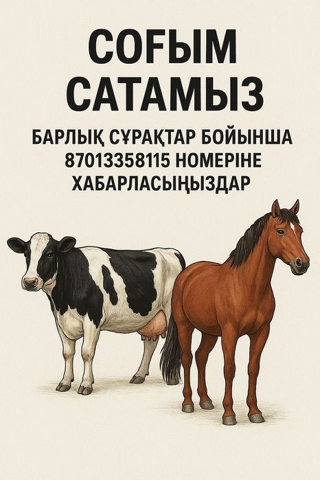 Соғым бар жабағы сиыр семіз
