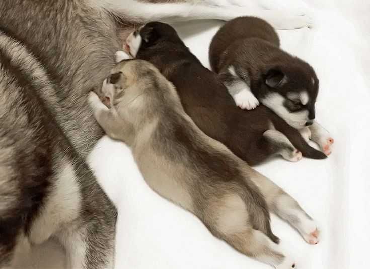 Щенки сибирского маламута и овчарки