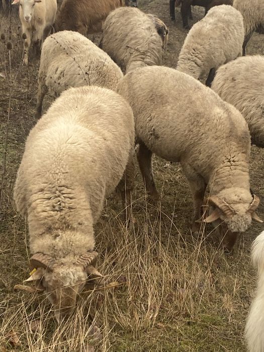 De vanzare berbec rugin