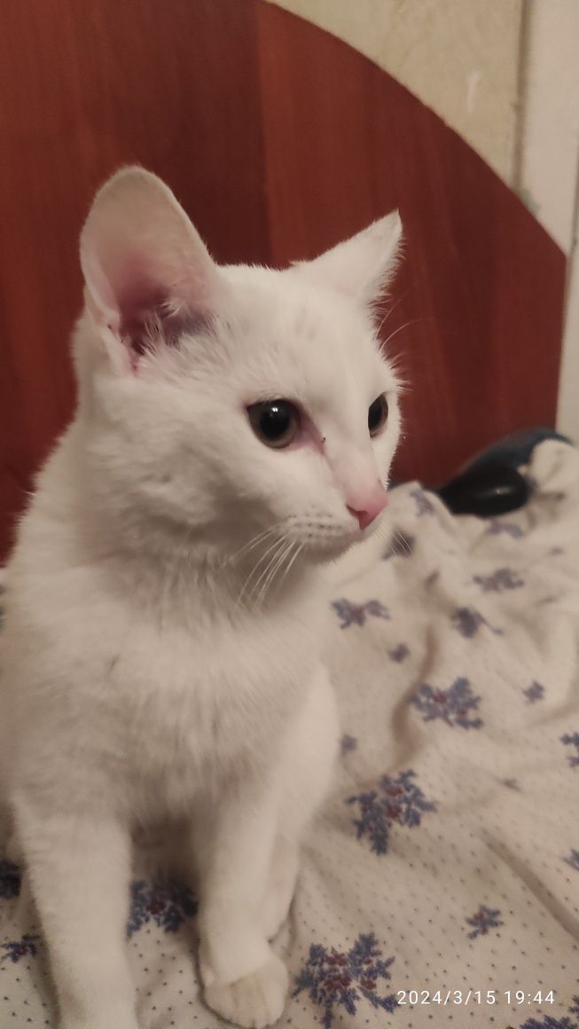 Турецкий кот доступен бесплатно в хорошие руки