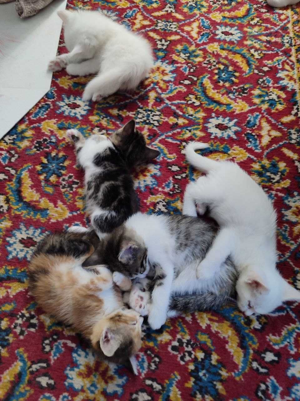 Отдадим котят в хорошие руки