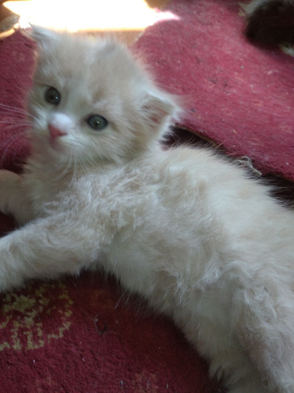 Продам вислоухих котят