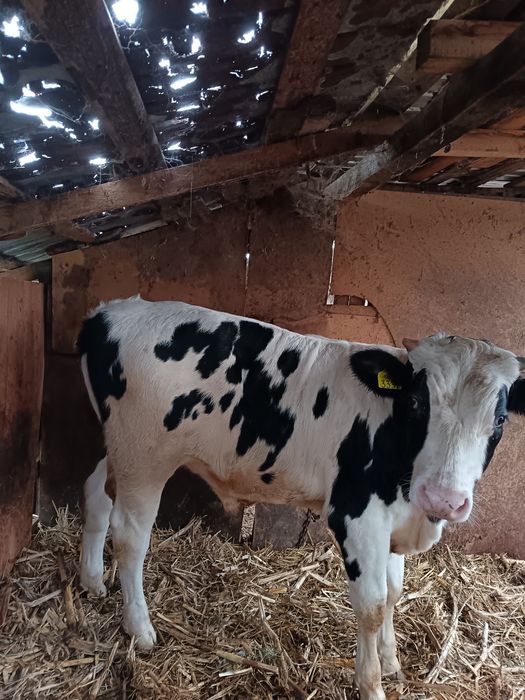 Vând tauras din monta