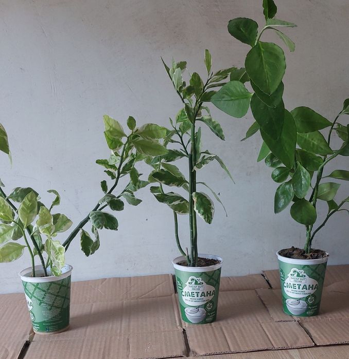 Педилантус комнатный цветок