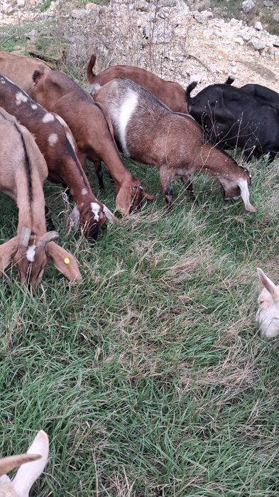 Vand capre Anglonubiene