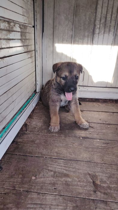 Отдам в хорошие руки.