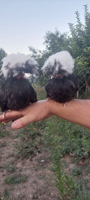 Vând moțați olandezi!