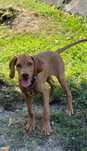 Vizsla Vijla Maghiara Femela de Vanzare