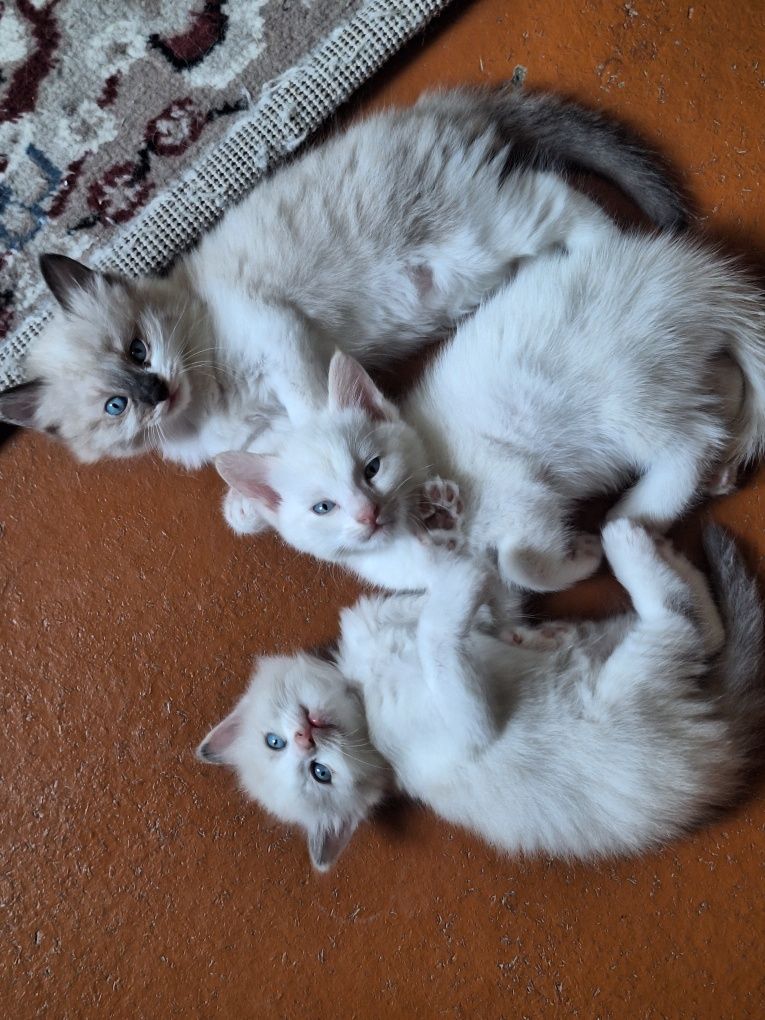Сиамские котята.