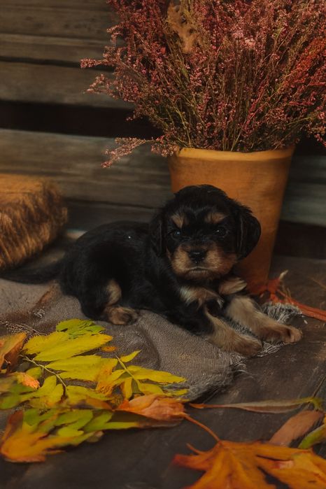 Baiat cu certificat pedigree