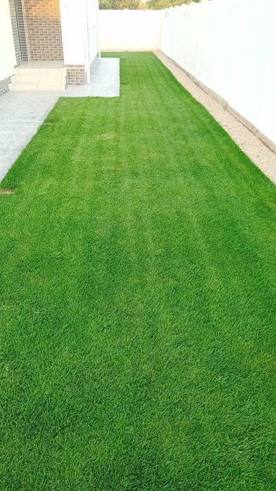 Gazon rulou calitatea 1