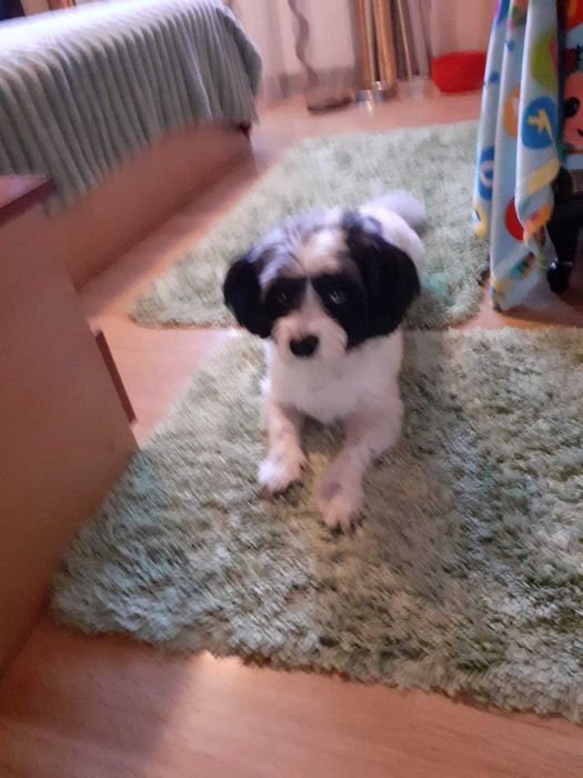 Donez caine talie mica, cipat varsta aproape 4 ani