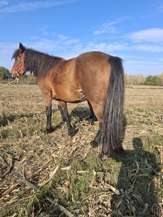 Vând sau schimb iapă