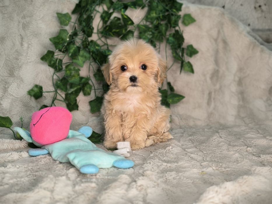 Vand baietel maltipoo toy - minitoy F1