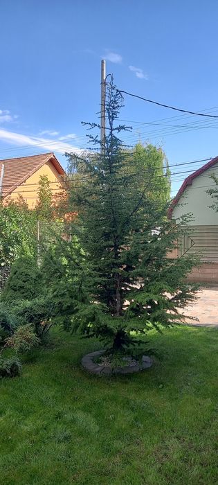 Cedru Atlantic 3-4 metri.