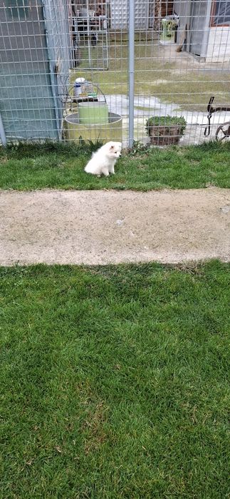 Продавам Среден шпиц