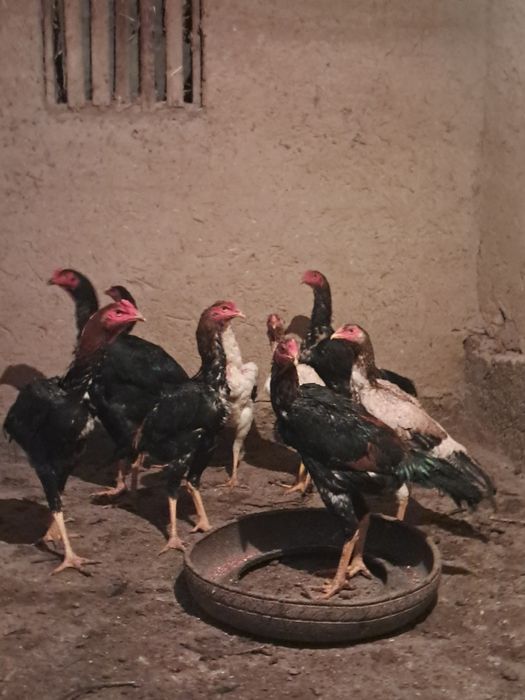 Дакан хўрозлар зоти яхши