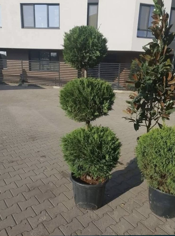 Plante ornamentale
