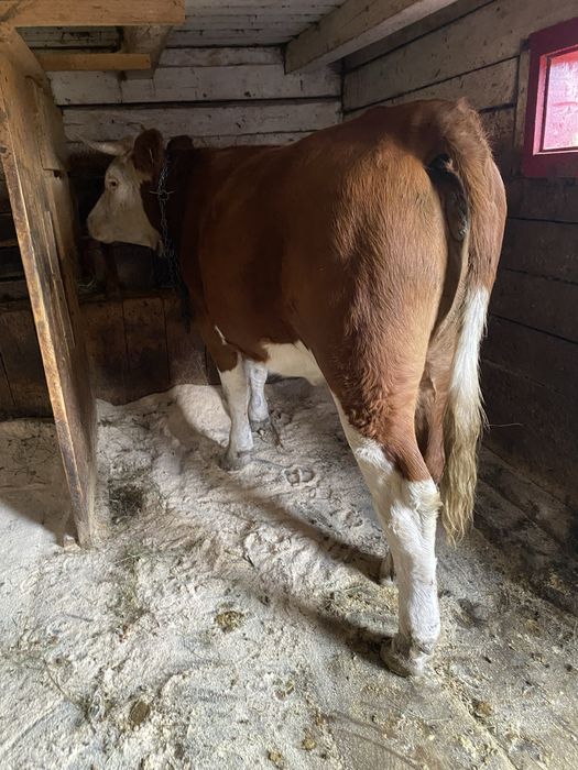 Vand Jurinca Baltata Romaneasca