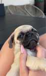 Vand Pug Mops Carlino