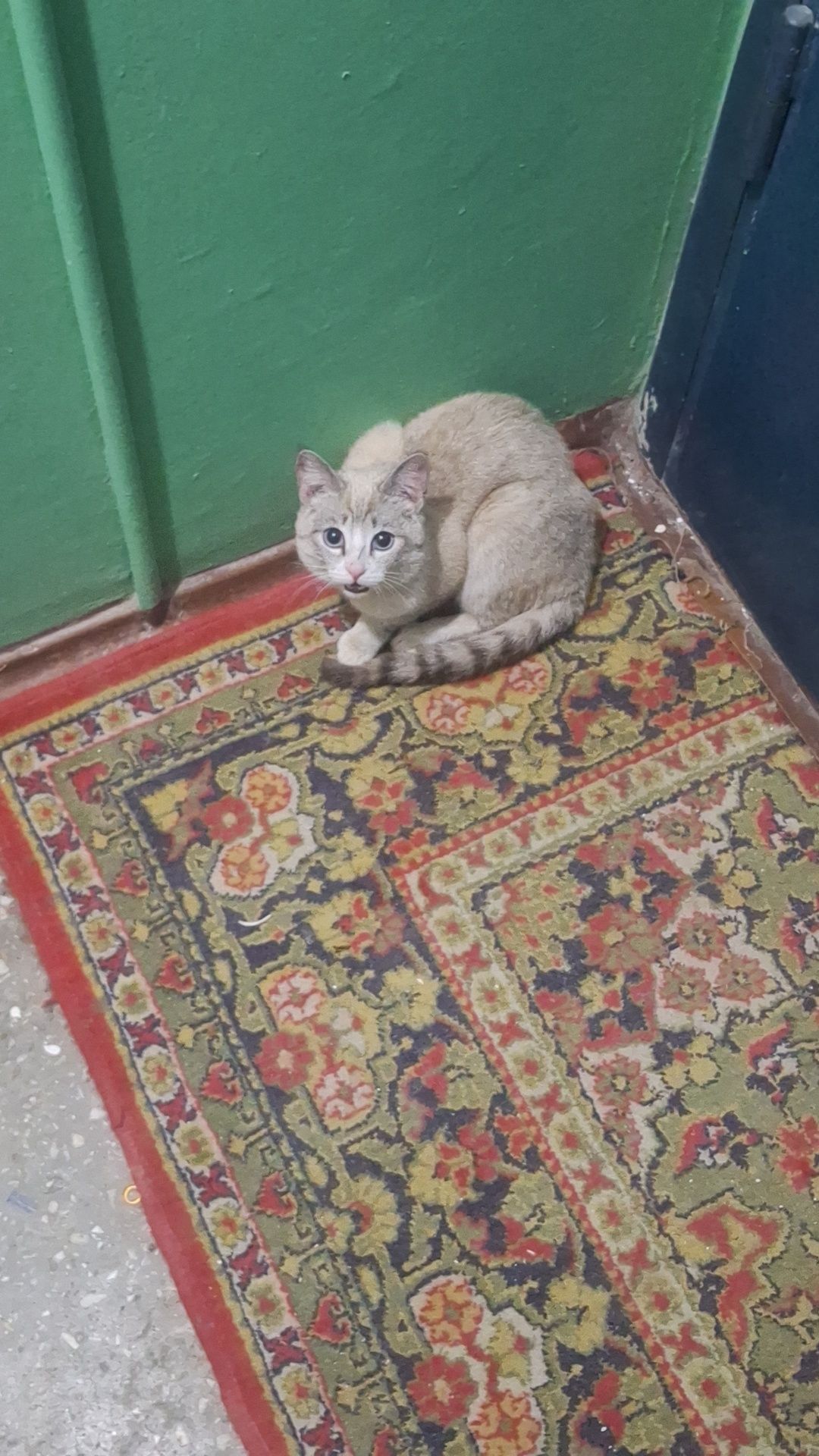 котик, выглядит породистым