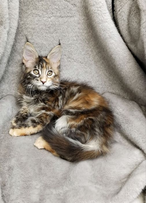 Мейн-куны девочки