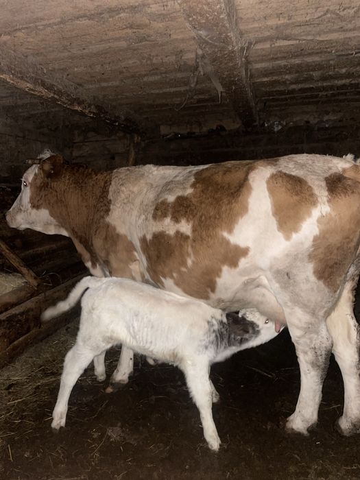 Vand vaca baltata cu vitea belgiana