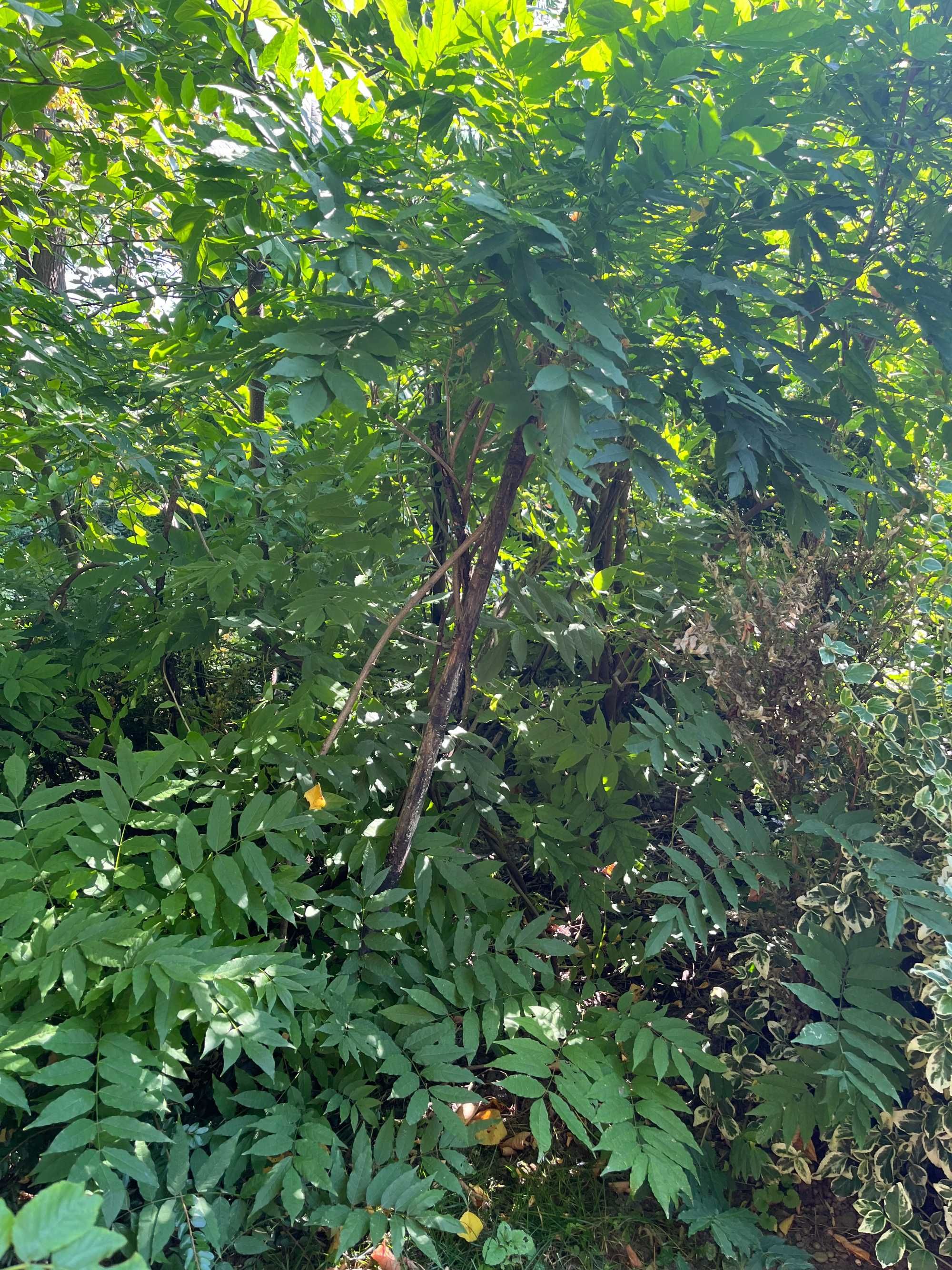 Glicină wisteria mov