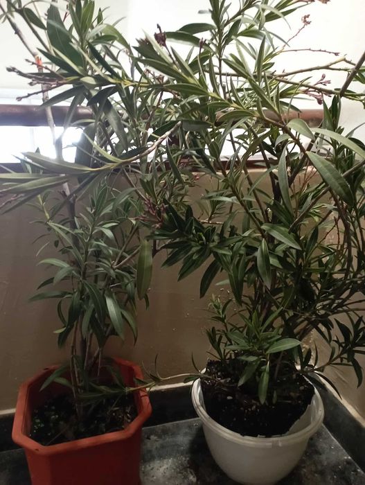 Продавам 2 бр. олеандри / закуми/от Гърция