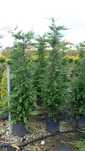 Chiparos leylandii  gard viu 100 ron oferta