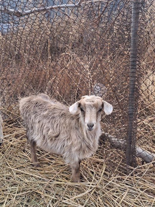 Ешкілер сатылады
