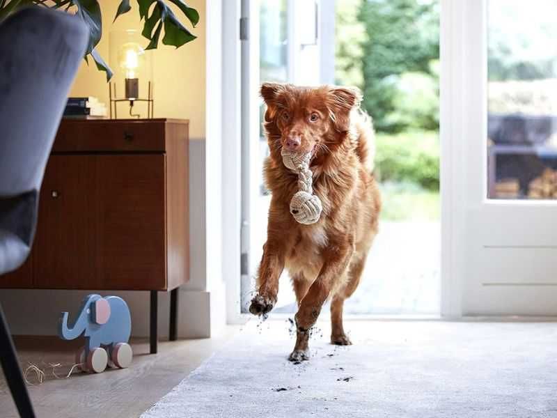 Перяща Прахосмукачка BISSELL SpotClean Pet Pro