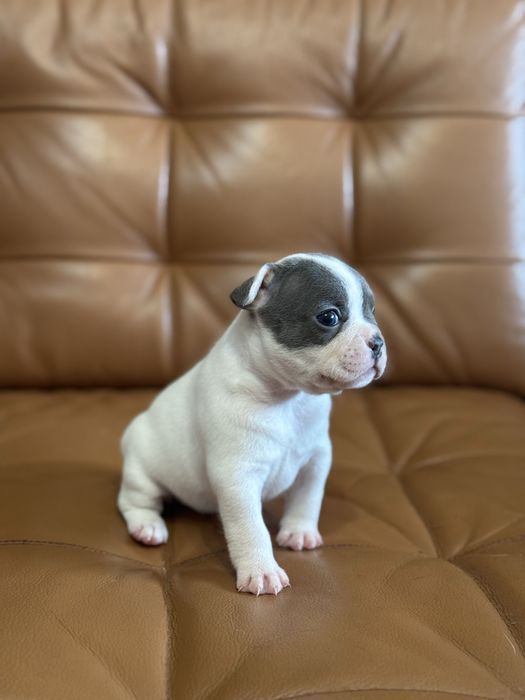 Френски булдог син ген