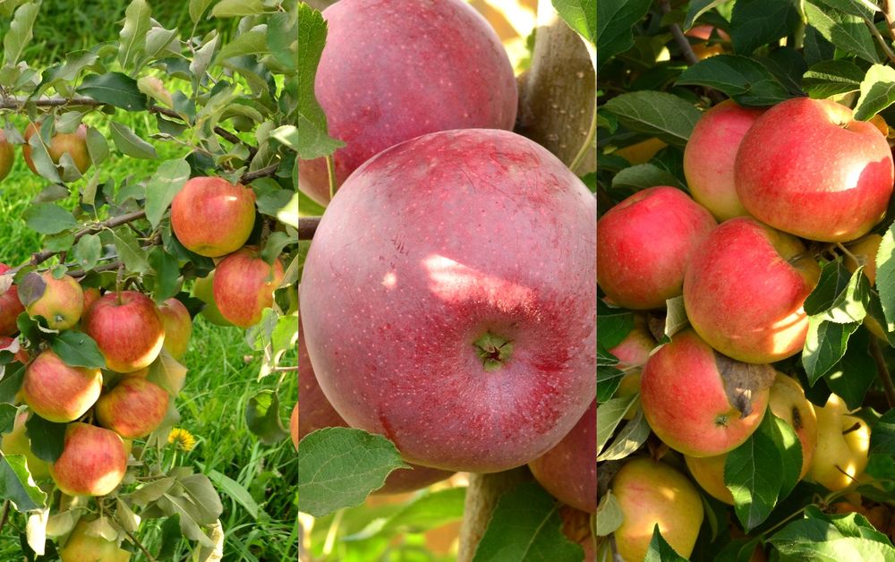 Pomi Fructiferi La Ghiveci (MĂR )