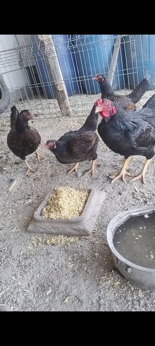 Combatantă indiana pitica , oua pt incubat