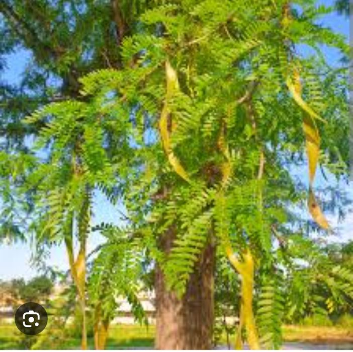 Продаётся саженцы глядичии акация сотилади