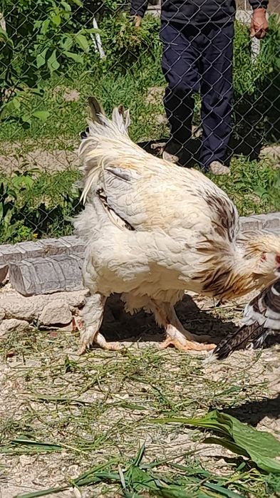 Brama Xo'rozlar bor sotiladi