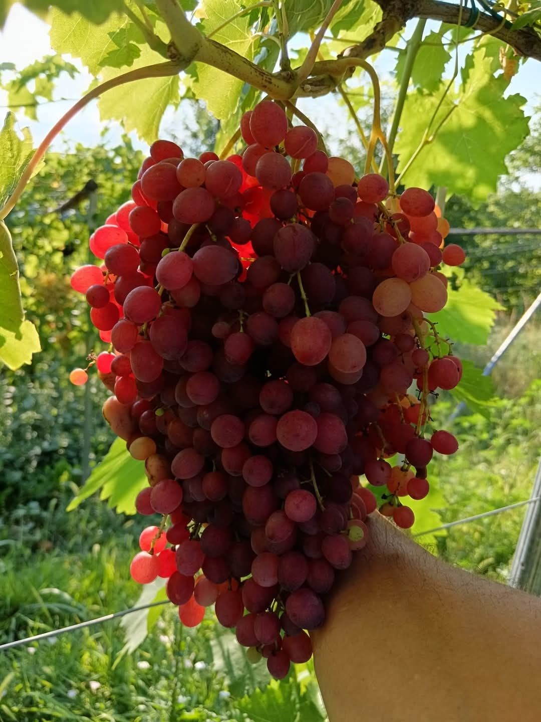 Vita de vie Veles la ghiveci