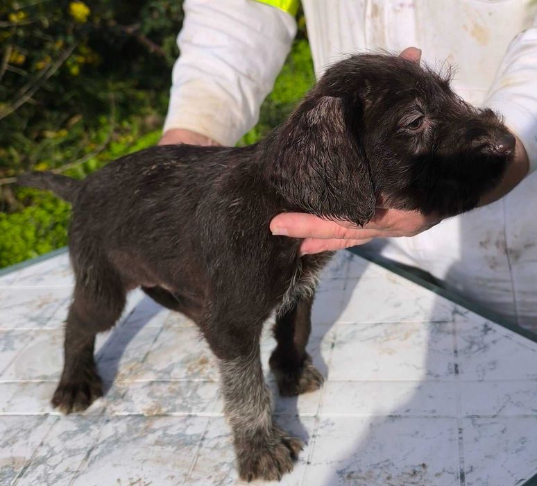 Продавам 5 дратхарчета-4 мъжки и 1 женско.