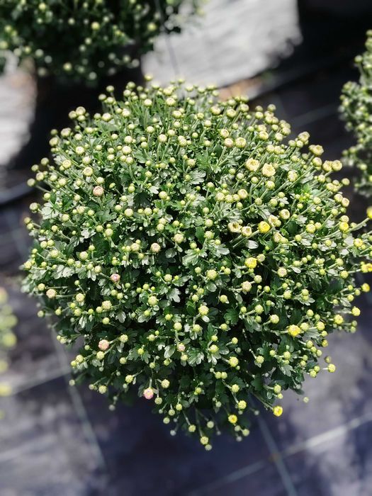Vând crizantema multiflora