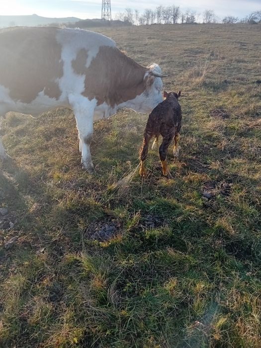 Vând juninca la prima fătare fatata de o săptămână