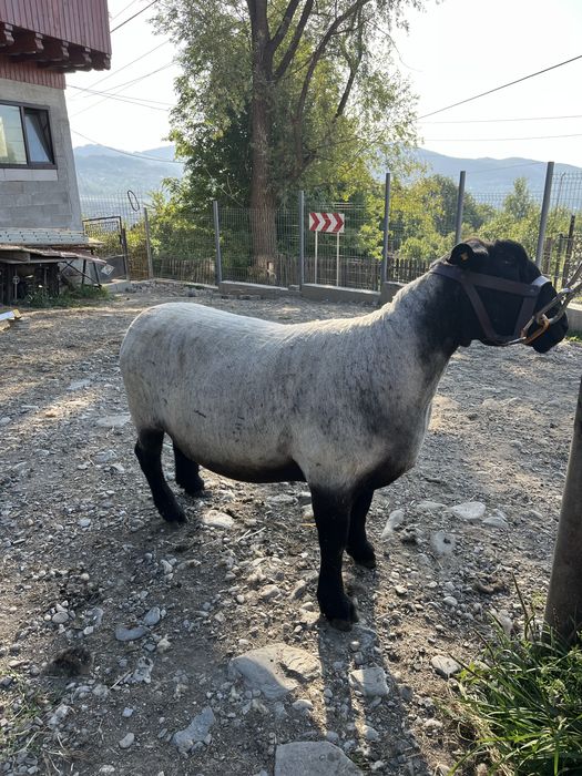 Miei si oi suffolk de vanzare