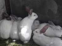 Кролики. . . . .