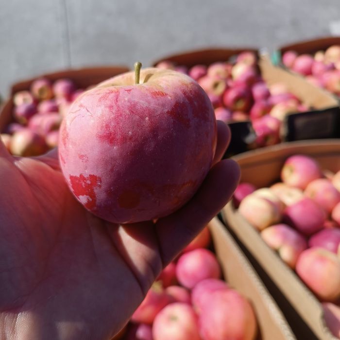 Mere soiul Florina de vânzare