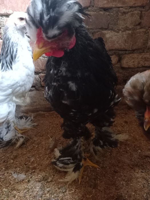 Vând cocoș moțat bobat